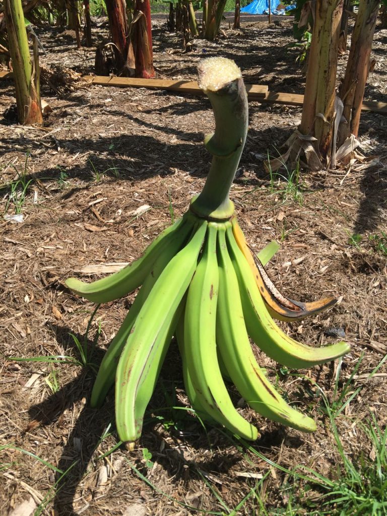 Banana Varieties – Seaview Farms
